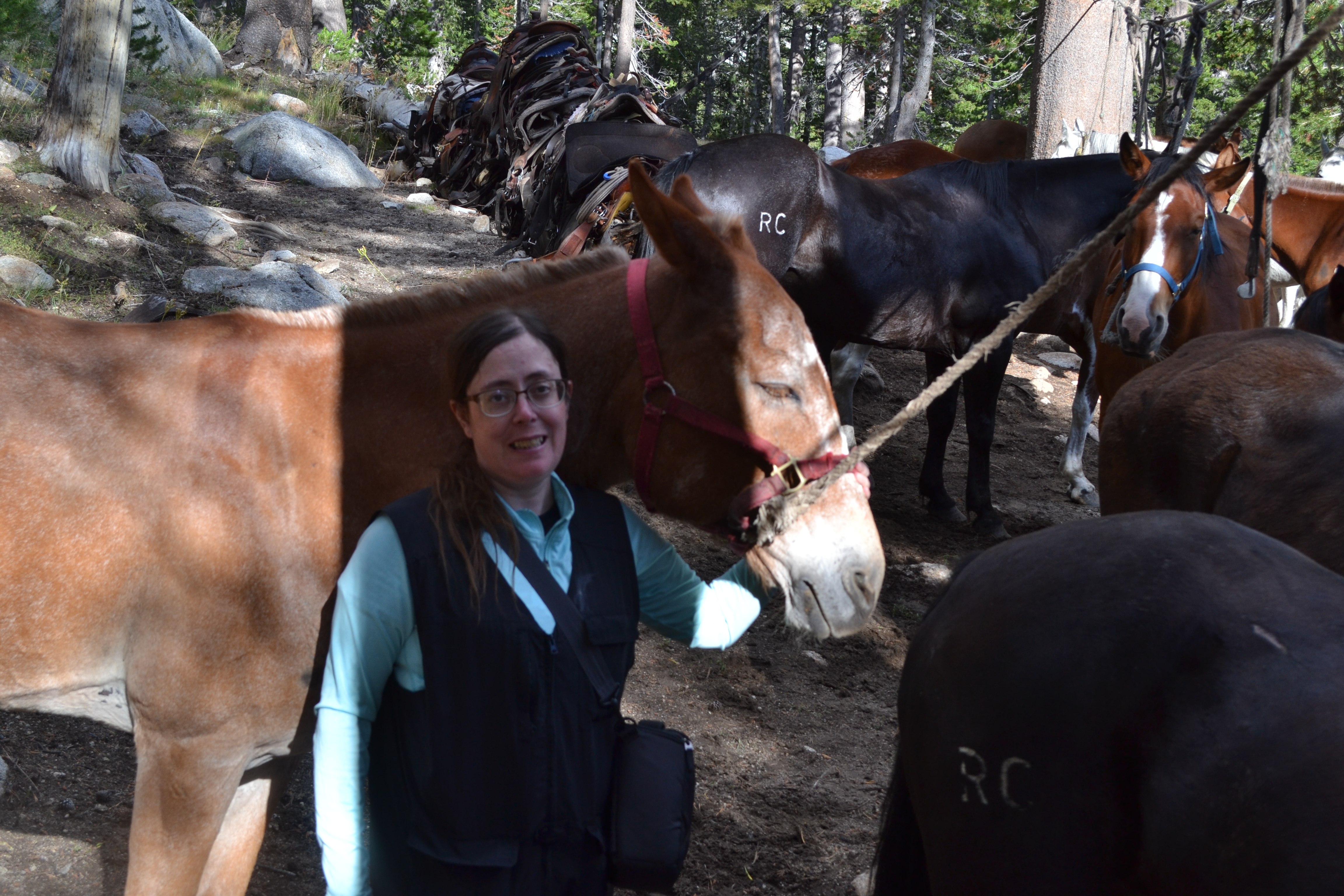 Author with mule