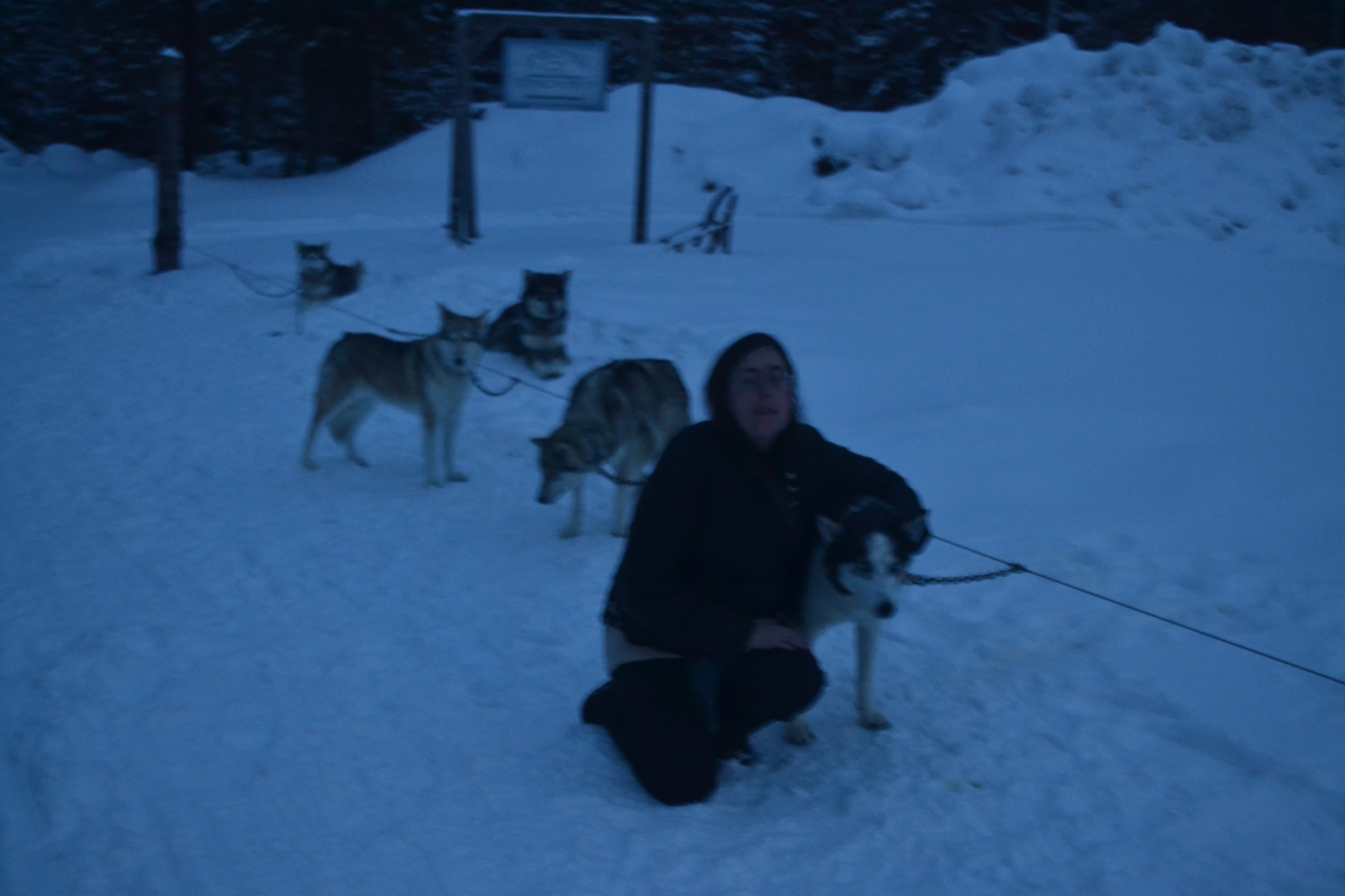 Author with sled dogs